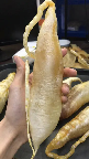 虫草花可以跟鱼胶一起煲汤吗()